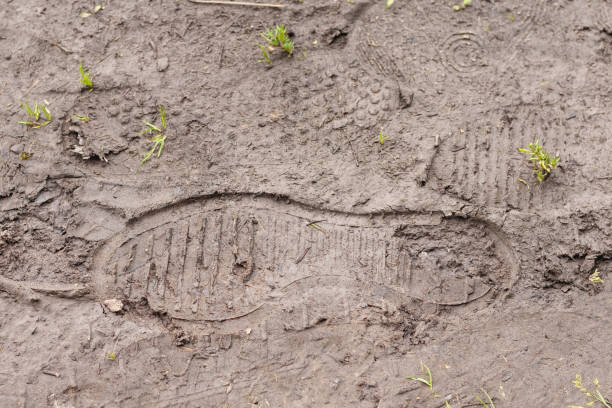 Tire tracks and footprints in the sand