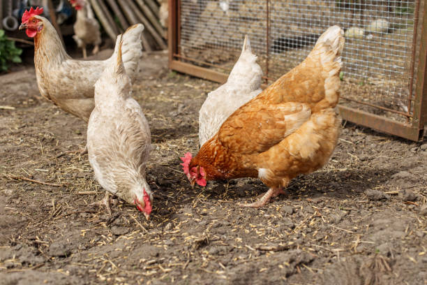 istock Chickens Foraging on Dirt in Farmyard. Farming. 2175153191