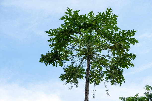 The papaya tree is a common plant in tropical and subtropical regions, symbolizing harvest and vitality. Its nutritious fruit is widely used in local cuisine and traditional medicine, reflecting the close connection between nature and human life.