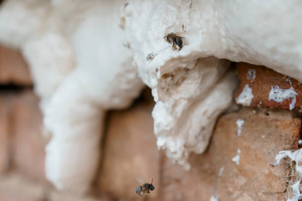 A Close-Up Study of Bees Nesting in a Textured White Foam on a Rustic Brick Surface.