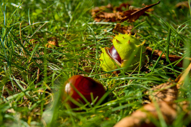 Old leaves and sweet chestnut husks