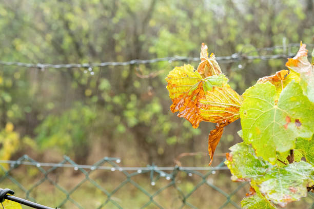 A close-up of grape leaves wet from the rain, showcasing shades of green and orange in an autumn garden. The blurred background and droplets on the fence add to the serene, rainy atmosphere.