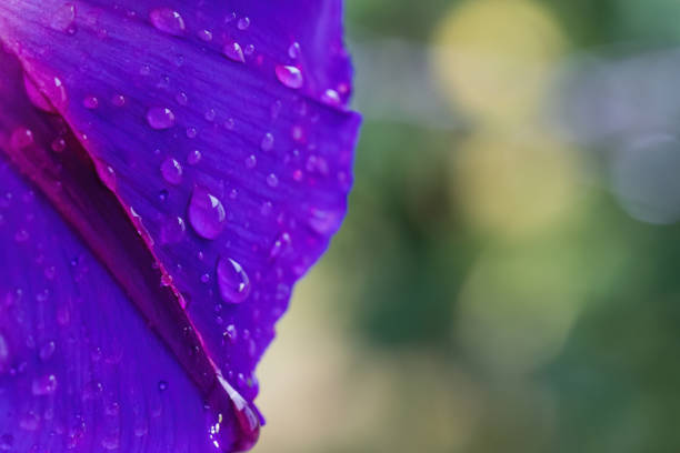 A close-up macro shot of a vibrant purple flower petal adorned with fresh dew drops. The background is softly blurred, highlighting the rich texture and vivid color of the petal.