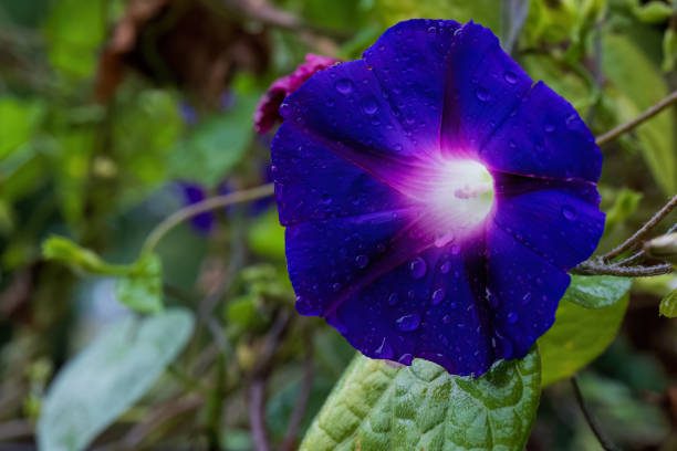 A close-up of a vibrant purple morning glory flower covered with dew drops, glowing in the soft light. The lush green foliage in the background highlights the flower's delicate beauty in a natural garden setting.