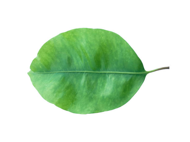 Mimusops elengi, Asian bulletwood, bullet wood, bukal, tanjong tree, medlar or Spanish cherry isolated on white background with clipping paths.