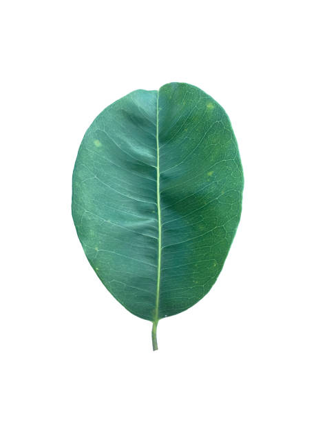 Mimusops elengi, Asian bulletwood leaf