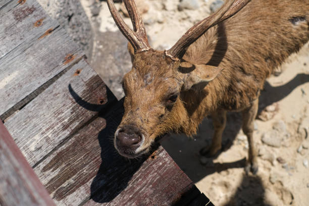 A deer in Menjangan island beach, Bali