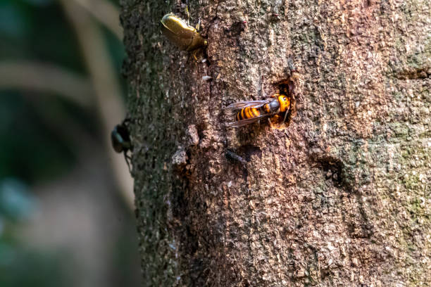 istock A hornet sucking sap on a tree trunk 2175176769