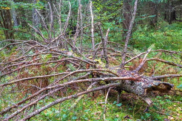 Fallen dead tree snag in a woodland