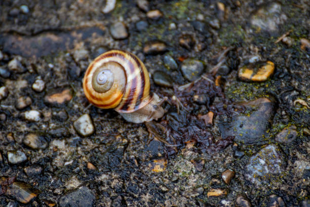 istock A snail on the wet ground 2175180407