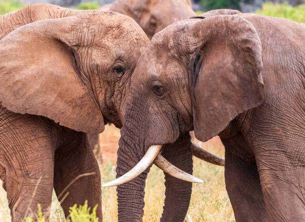istock African elephant in Samburu National Reserve 2175180699