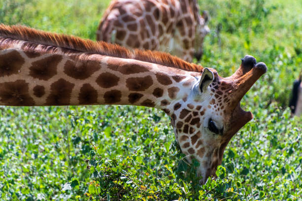 Close-up of Rothchild Giraffe - Giraffa camelopardalis camelopardalis- feeding in the bushes in Lake Nakuru national park, Kenya