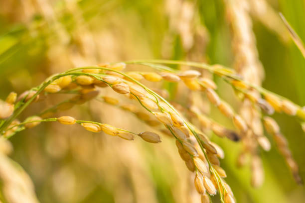 Autumn in Japan means rice harvesting time. Close up macro shot of rice on the plant ready to be harvested.