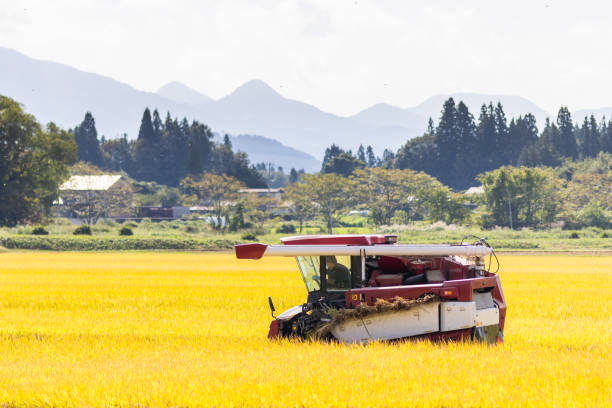 Autumn is rice harvesting time in Japan. A rice harvester being used to harvest a field of rice in rural North Japan.