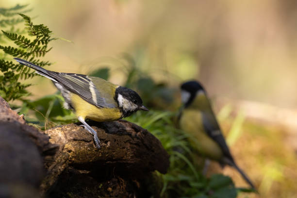 istock Colorful great tit ( Parus major ) drinking water on forest puddle, photographed in horizontal, summer time 2175185200
