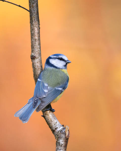 istock Bird - Blue Tit ( Cyanistes caeruleus ) perched on tree autumn time small bird on green background 2175185285