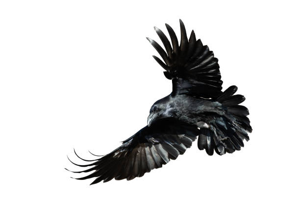 istock Birds flying raven isolated on white background Corvus corax. Halloween 2175185302