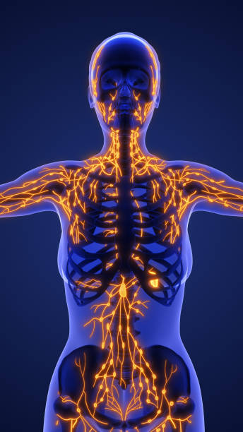 istock 3d Anatomy of human lymphatic system 2175185427