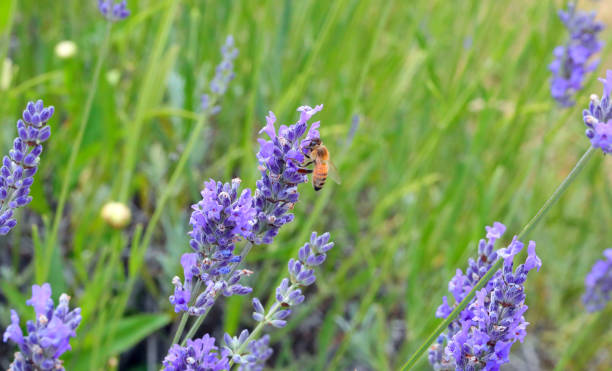 istock bee sucking nectar from a lavender flower in a field during springtime to produce high-quality organic honey 2175185741