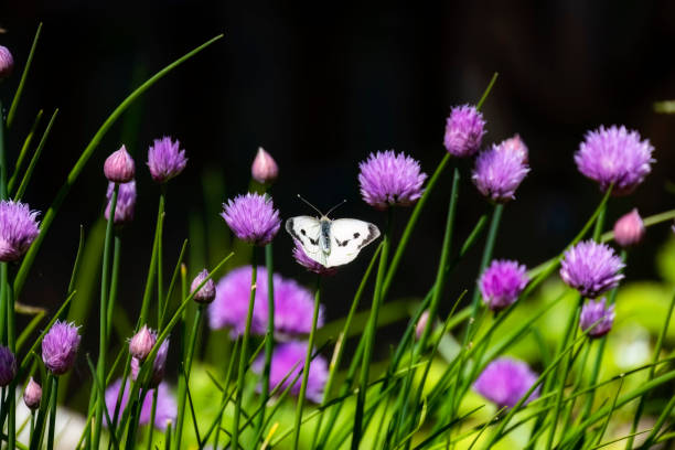 Large White butterfly on chive flowers, Pieris brassicae