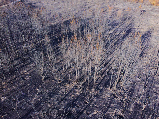 istock mountain burnt by a summer forest fire in Spain, climate change concept 2175189470