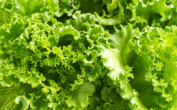 Green romaine lettuce leaves