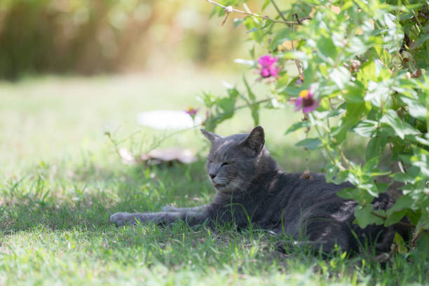 Cute cat relaxing in the shade on a hot day