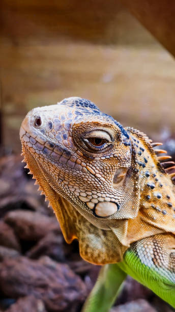 istock Close-Up of a Green Iguana 2175193121