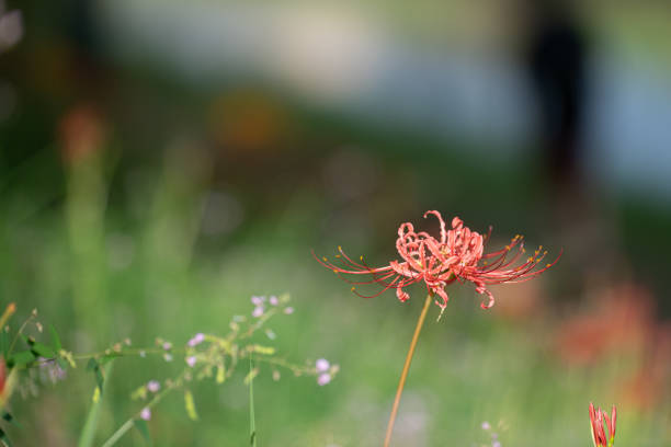 Colorful licorice flowers