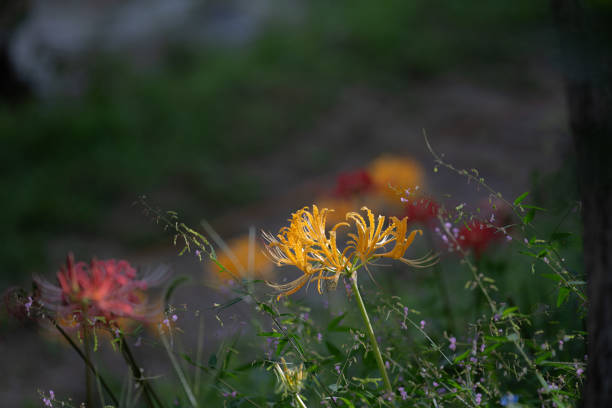 Colorful licorice flowers