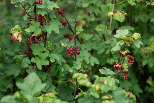 istock Freshly Picked Blueberries Ready for Harvest: Natures Sweet Delight. 2175194986