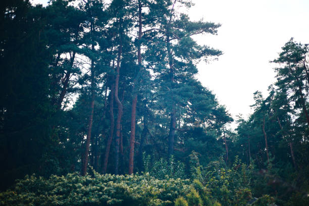 historical garden and forest