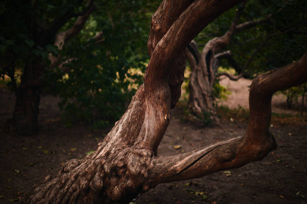 istock Morning historical garden. 2175196976