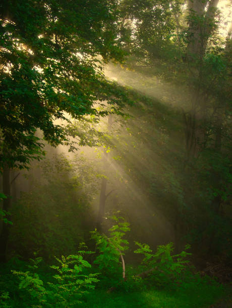istock Green foggy forest with sun rays 2175198118