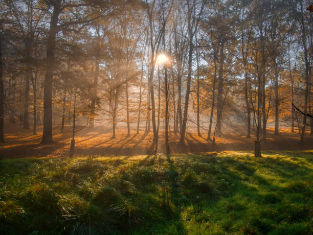 istock Mysterious foggy forest during autumn day 2175198319