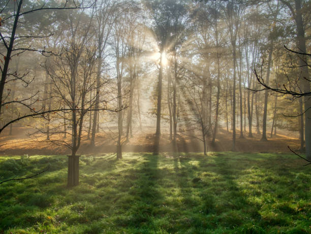 istock Mysterious foggy forest during autumn day 2175198438