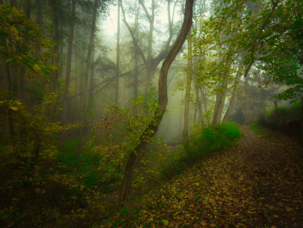 istock Mysterious foggy forest with forest path during autumn day 2175198547