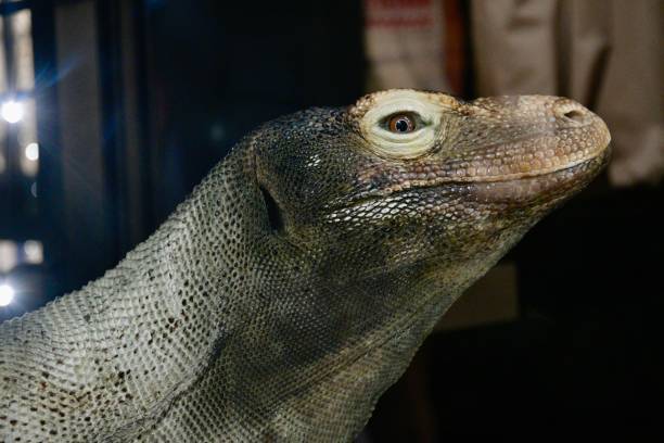 exotic lizard in natural habitat