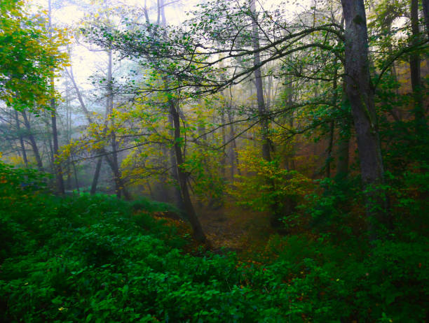 Mysterious foggy forest during autumn day, sunlight,fog, green and yellow leafs.  Mystique  relaxing  nature, creepy mood. Czech republic,Europe.