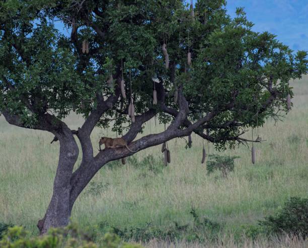 istock Lioness on a tree at the savannah 2175199554