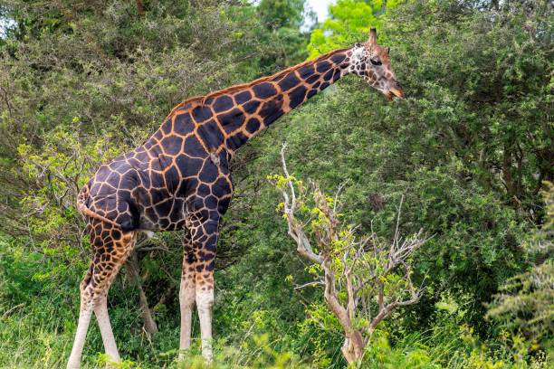 istock Giraffe in African bushland 2175202252