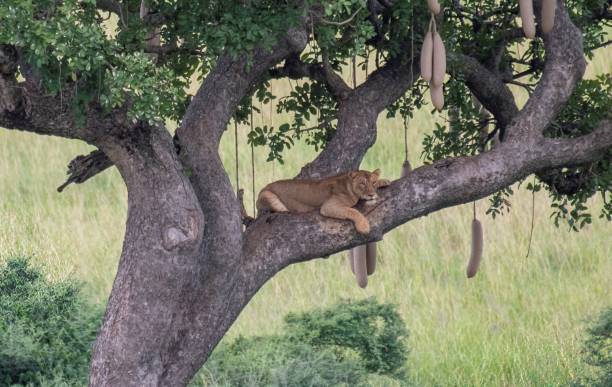 istock Lioness on a tree at the savannah 2175202311