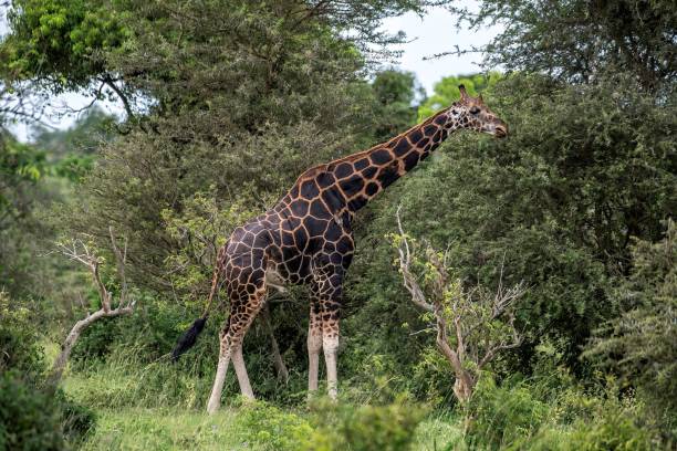 istock Giraffe in African bushland 2175202334