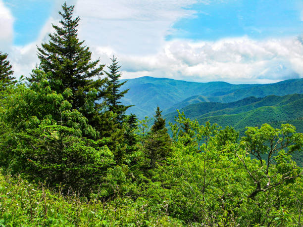 Overlooking a lush mountain range on the Appalachian trail close to the Tennessee North Carolina border.  There are evergreens in the foreground