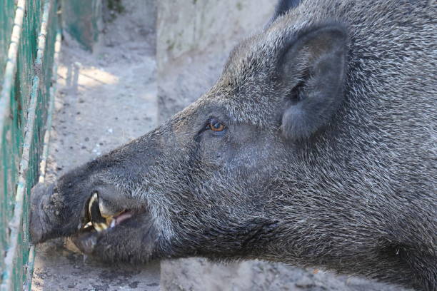 istock Head of a wild boar photographed from the side 2175205905