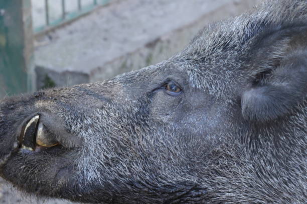 Head of a wild boar photographed from the side