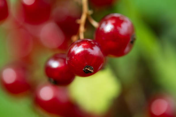 Sun kissed blueberries are perfectly ripe and ready to be harvested, ideal for making a delicious and refreshing juice.