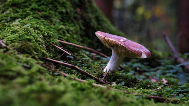 istock Mushroom photography 2175209037