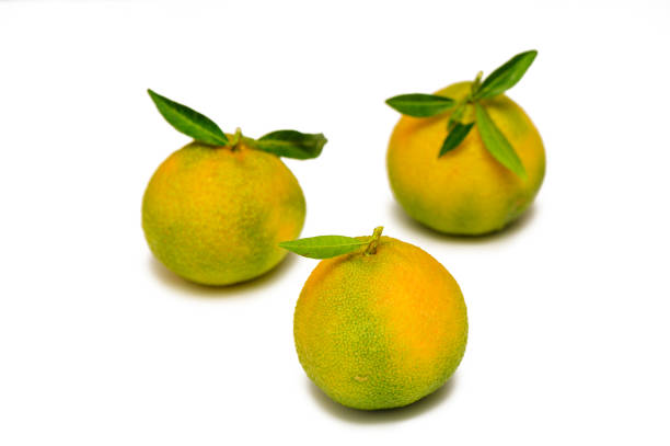3 oranges fruit food closeup