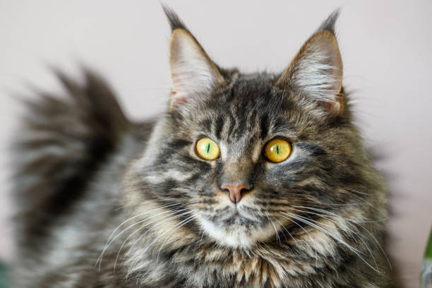 istock Maine Coon Cat Close-up Indoors 2175209363